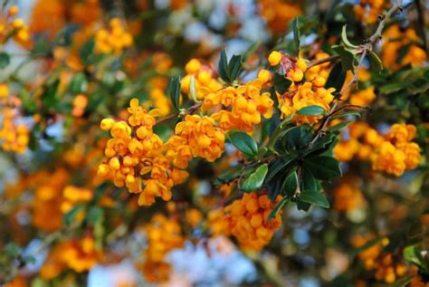 is berberis native to uk